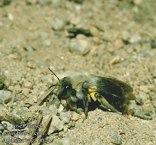 Andrena vaga