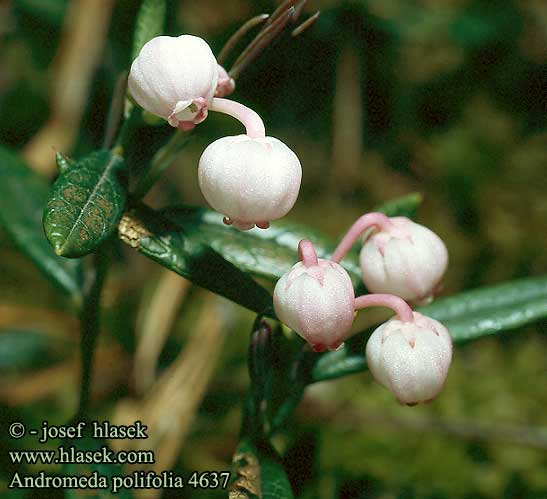 Andromeda polifolia Bog Rosemary Rosmarinlyng Suokukka