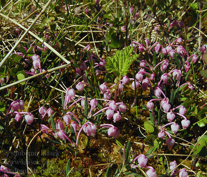 Tőzegrozmaring Rosmarinheide Modrzewnica zwyczajna