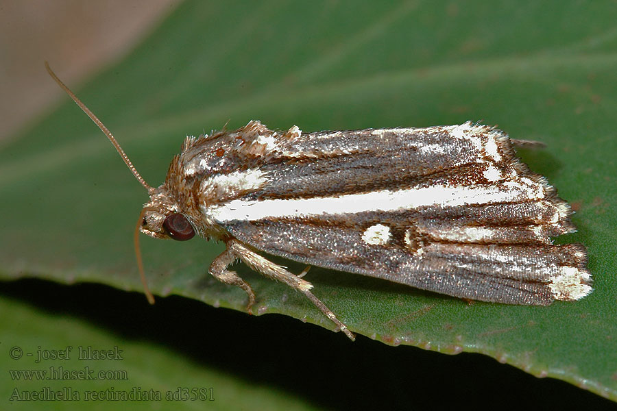 Anedhella rectiradiata