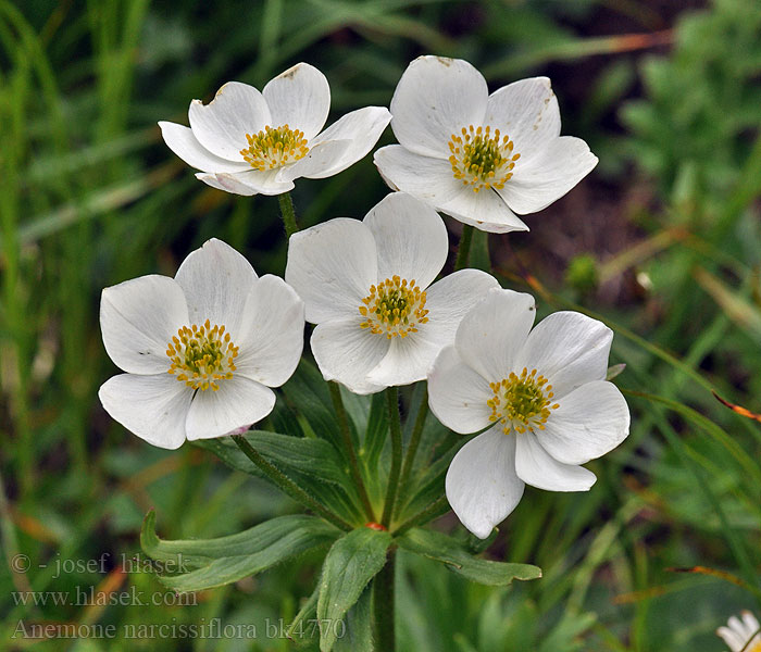 Anemone narcissiflora Sasanka narcisokvětá