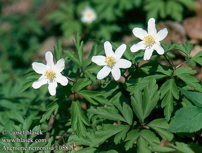 Anemone nemorosa Wood Busch-Windröschen Zawilec gajowy