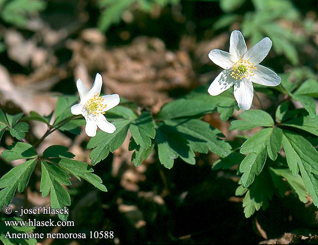 Anemone nemorosa Veternica hájna Sasanka hajní