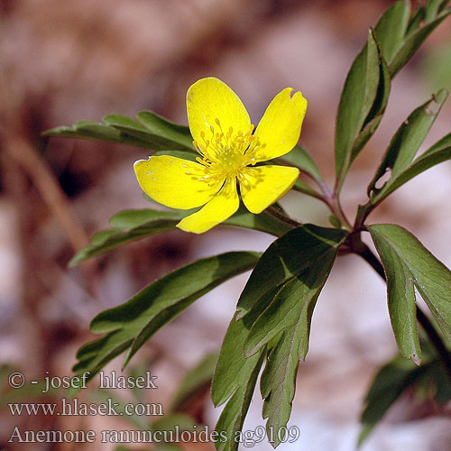 Ветреница лютичная Keltavuokko Gulsippa Anemone gialla