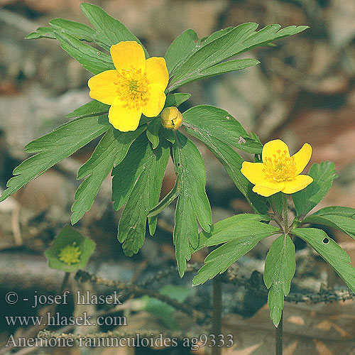 Anemone ranunculoides Yellow Anemone Gelbes Windröschen