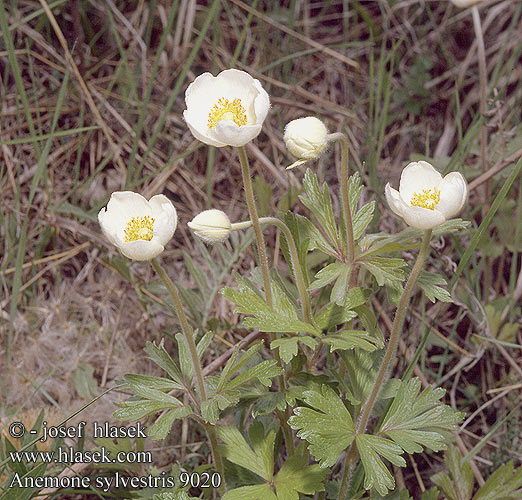 Anemone sylvestris Snowdrop Windflower Sommer-anemone