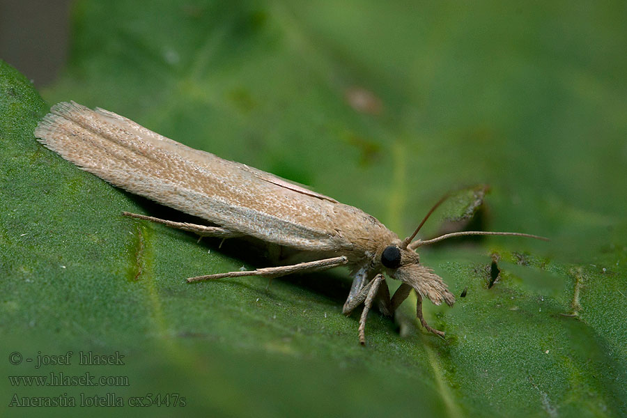 Anerastia lotella Zavíječ štírovníkový Sandhill Knot-horn