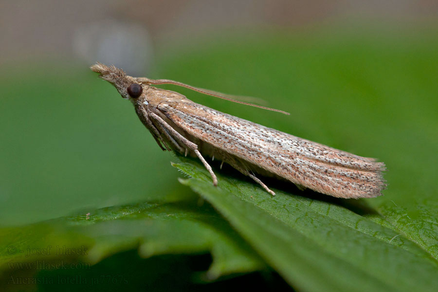 Sandhill Knot-horn Anerastia lotella