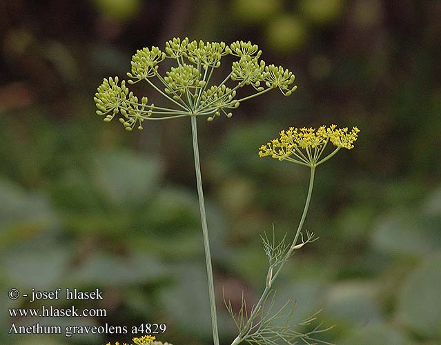 Anethum graveolens Kopr vonný Dill Pflanze Koper ogrodowy Aneth