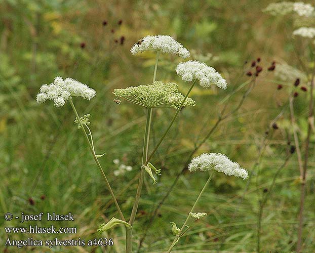 Angelica sylvestris