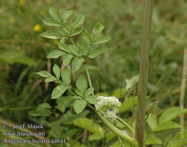 Angelica sylvestris