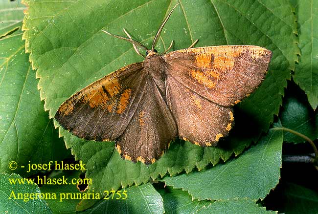 Angerona prunaria Orange Moth Schlehenspanner Zejkovec trnkový
