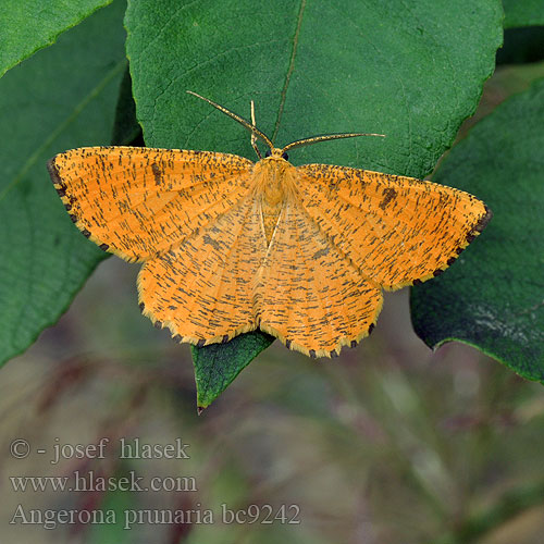 Orange Moth Schlehenspanner Zejkovec trnkový