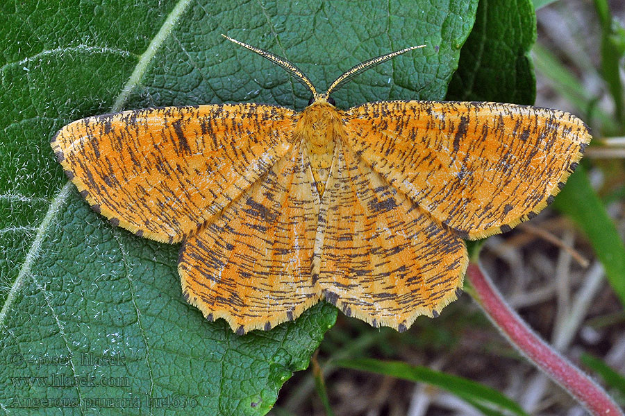Orange Moth Angerona prunaria