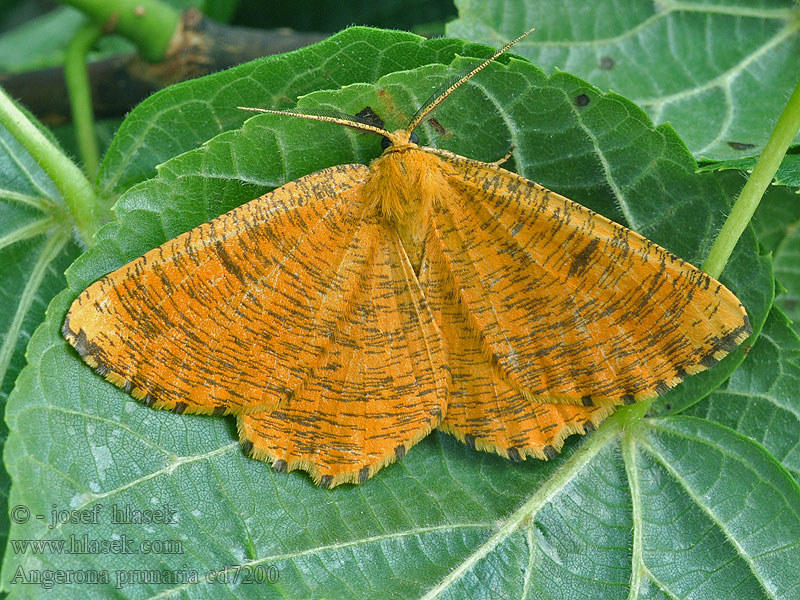 Schlehenspanner Angerona prunaria