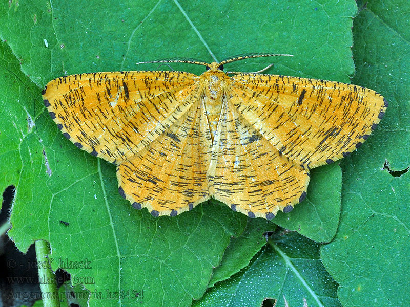 Angéronie Prunier Angerona prunaria