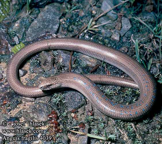 Anguis fragilis Blindschleiche Slow worm Blind-worm