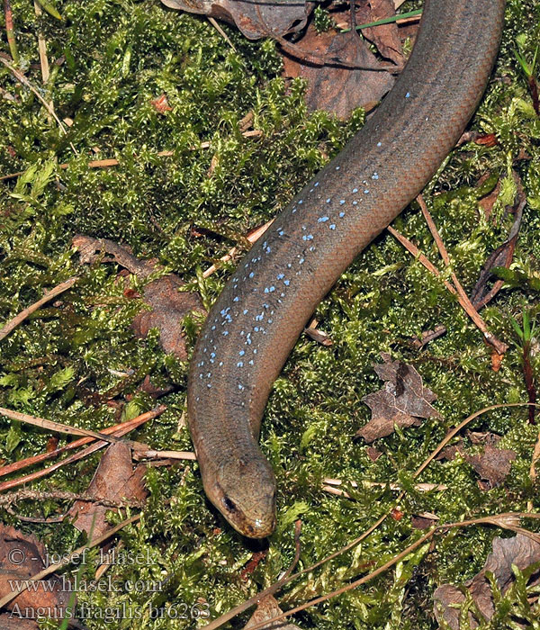 Hazelworm Bliende slange Navadni slepec