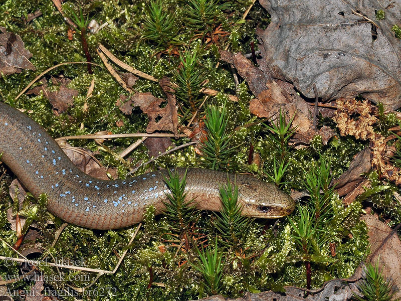 Anguis fragilis Blindschleiche Slow worm Blind-worm