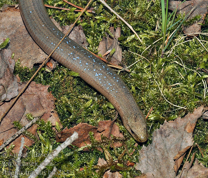 Anguis fragilis Lución Orbettino Slepýš křehký