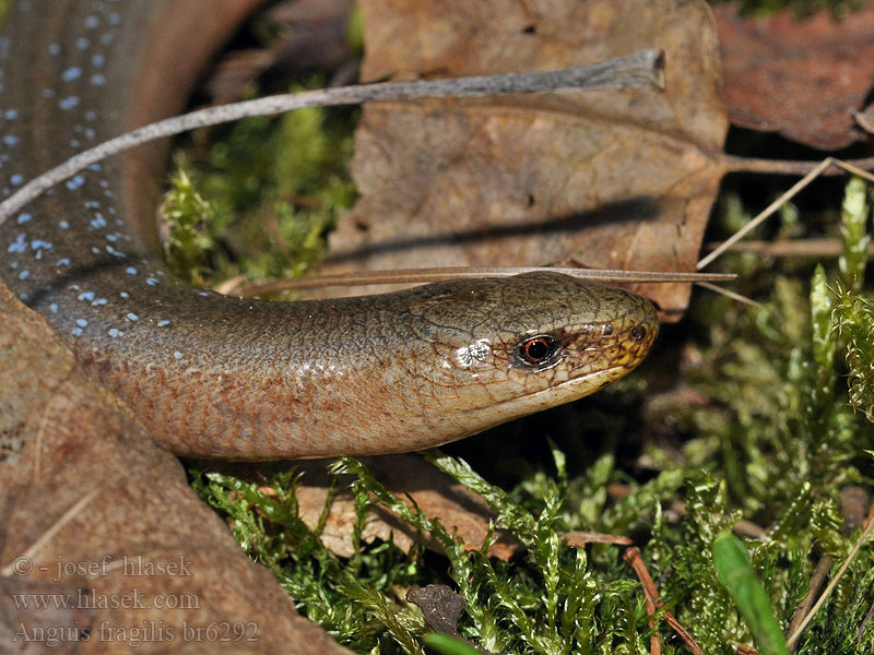 Anguis fragilis Yilanimsi Kertenkele Orvet Padalec zwyczajny