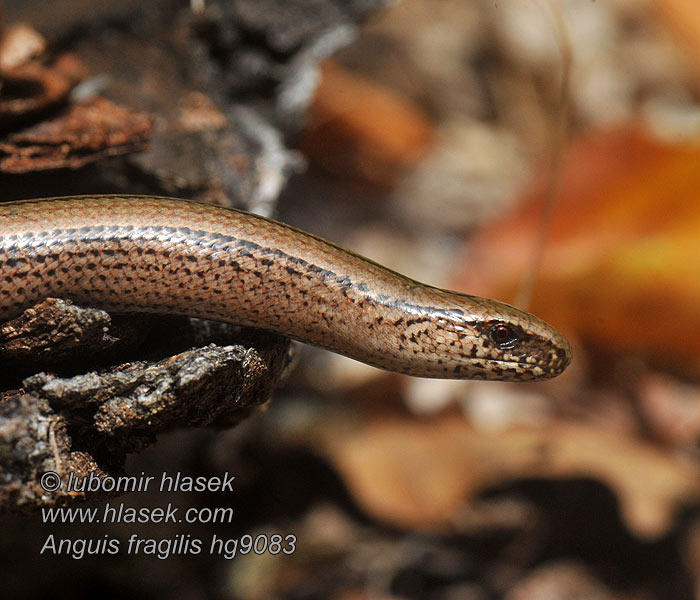 Blindschleiche Anguis fragilis