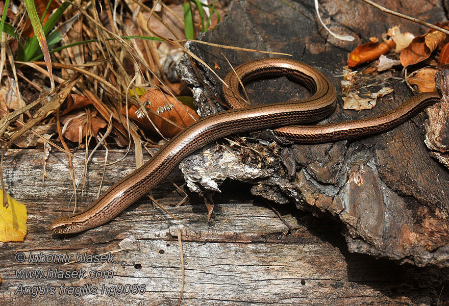 Slow worm Blind-worm Anguis fragilis