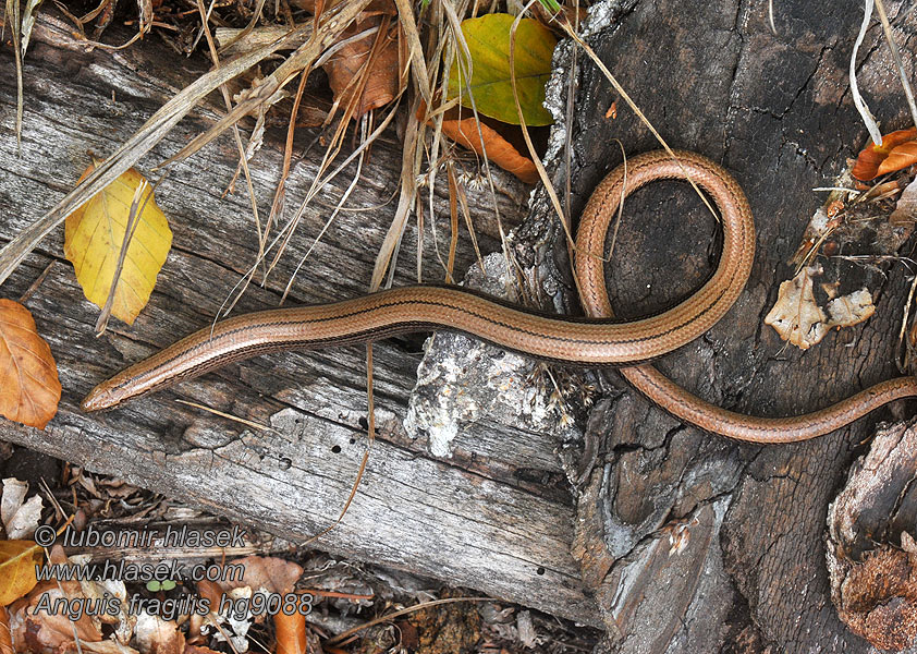 Lución Orbettino Anguis fragilis