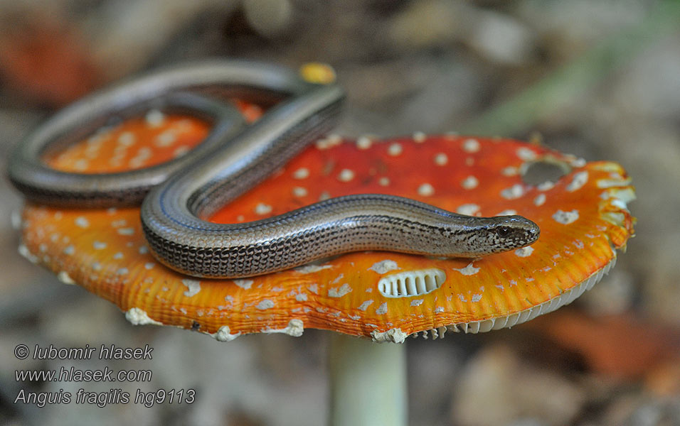 Orvet Anguis fragilis