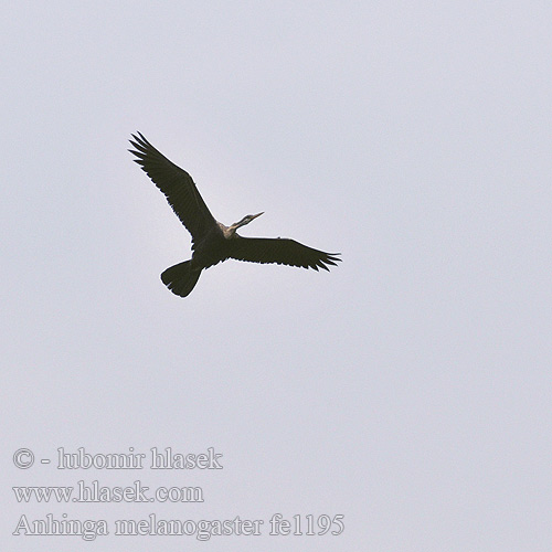 Anhinga melanogaster fe1195