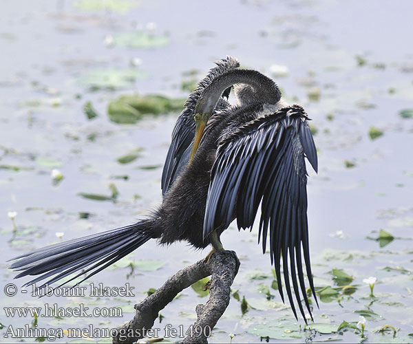 Anhinga melanogaster fe1490