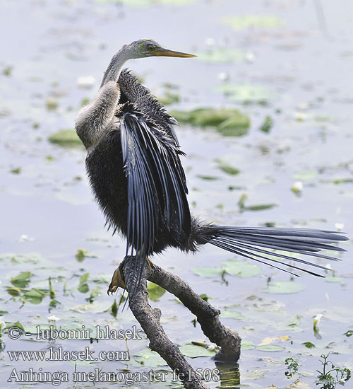 Anhinga melanogaster fe1508