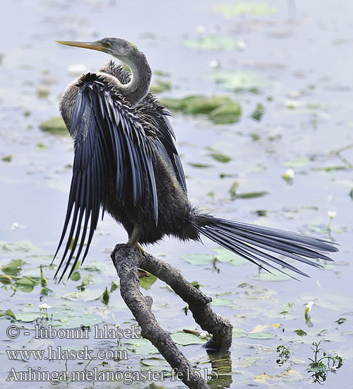 Anhinga roux Aninga rossa アジアヘビウ Slangenhalsvogel