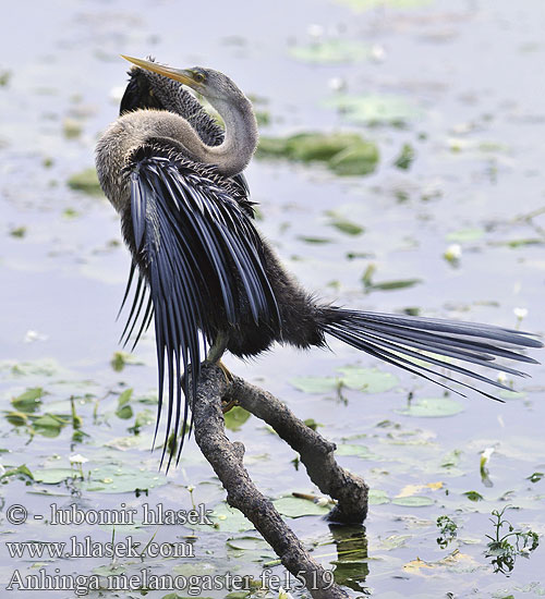 Anhinga melanogaster fe1519