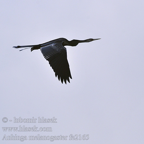 Anhinga melanogaster fe2165