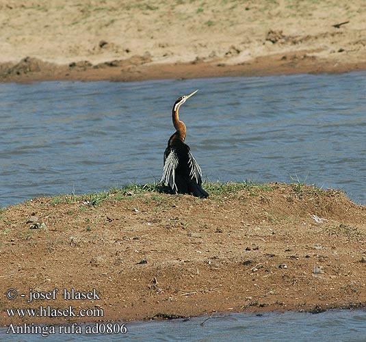 Anhinga rufa melanogaster African Darter Afrikansk Slangehalsfugl