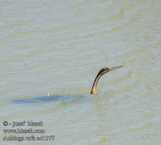 Anhinga rufa ad1377