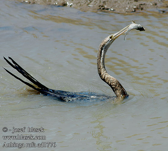 Anhinga Afrique Afrikaanse Slangenhalsvogel Aninga Africana