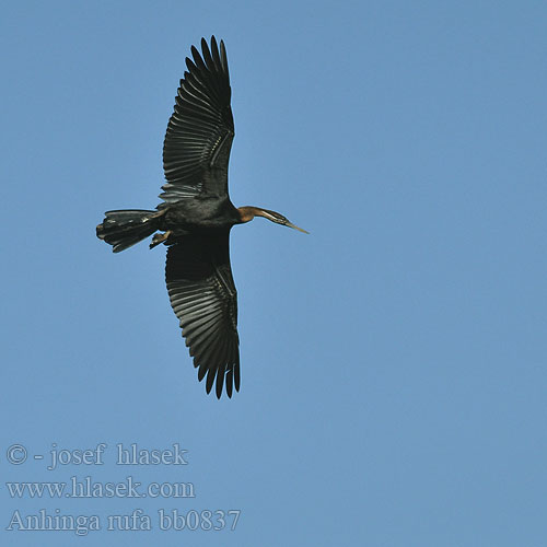 Anhinga rufa bb0837