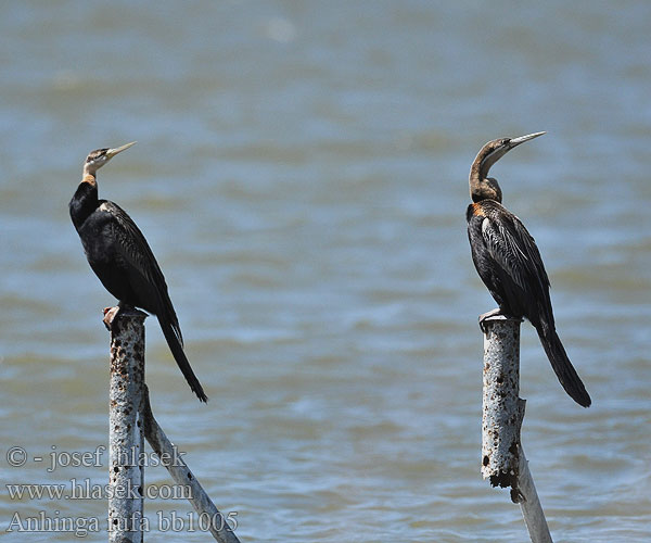 Schlangenhalsvogel Wezówka afrykanska Anhinga africká rezavá