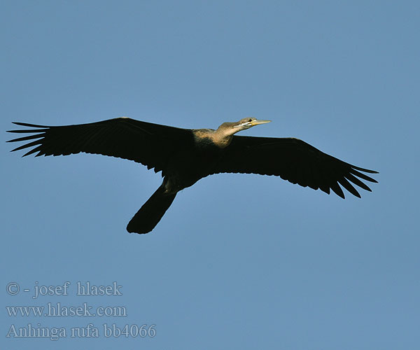 Wezówka afrykanska Anhinga africká rezavá Anhinga Común