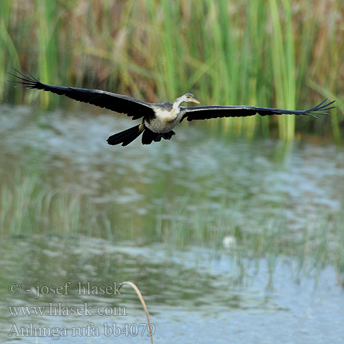 Anhinga africká rezavá Anhinga Común Africana Afrikansk