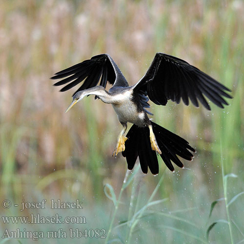 Anhinga Común Africana Afrikansk Slangehalsfugl ormhalsfågel