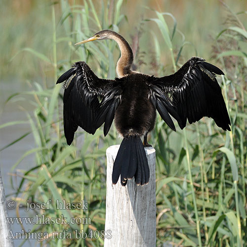 Anhinga rufa bb4088