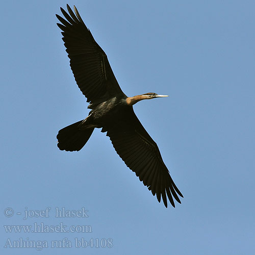 Anhinga rufa bb4108