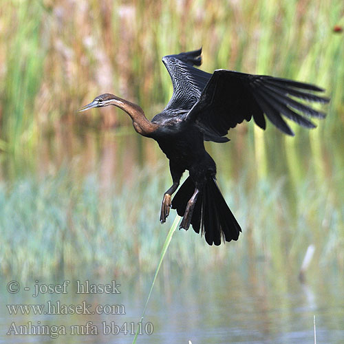 Anhinga rufa bb4110