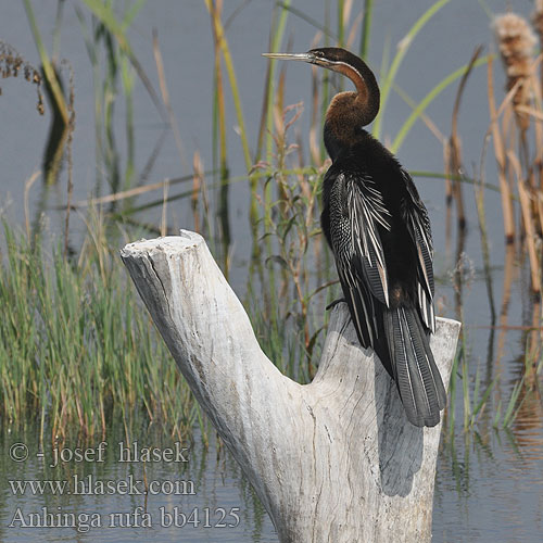 Anhinga rufa bb4125