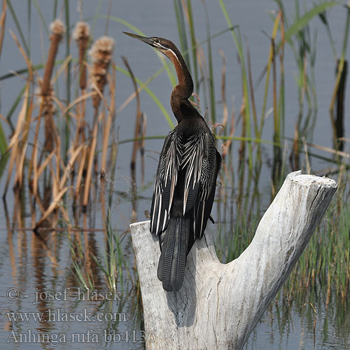 Anhinga rufa bb4136