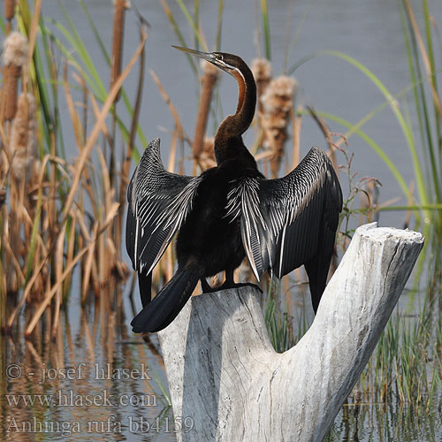 Anhinga červená Afrikaslangehals נחשון אפריקאי