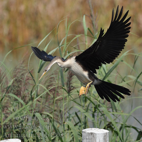 Anhinga rufa bb4203